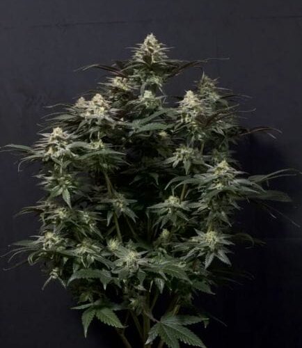 Purple Lemonade FAST Feminised Cannabis Seeds by FastBuds