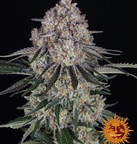 Sour Diesel Auto Feminised Cannabis Seeds by Barney's Farm