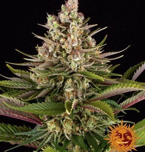 Sour Strawberry Feminised Cannabis Seeds by Barney's Farm