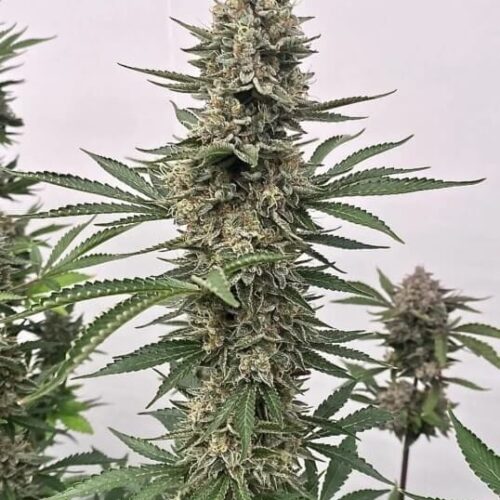 Tahoe Cookies Auto Feminised Cannabis Seeds by Atlas Seed