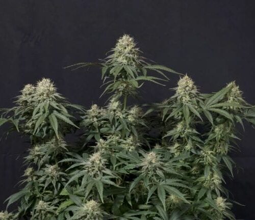 Tropicana Cookies FAST Feminised Cannabis Seeds by FastBuds