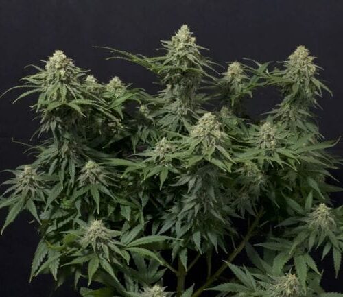 Wedding Cheesecake FAST Feminised Cannabis Seeds by FastBuds