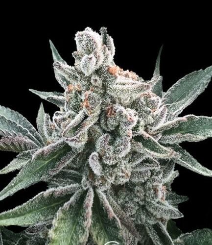 Polar Gelato Feminised Cannabis Seeds by Silent Seeds