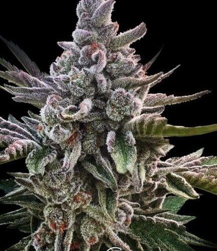 Acai Jelly Feminised Cannabis Seeds by Silent Seeds