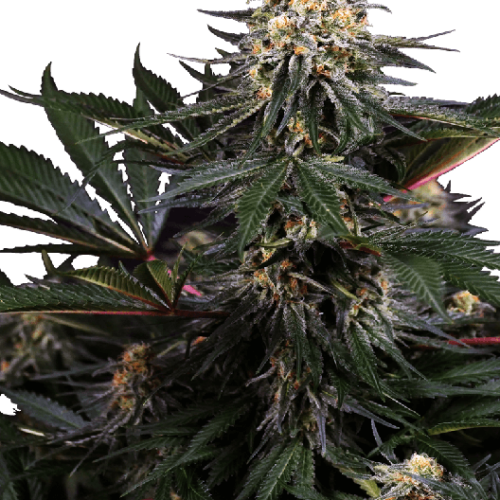 Lockdown Kush Feminised Cannabis Seeds by Sensi Seeds