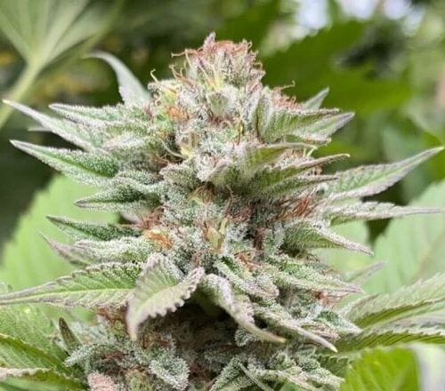 Strawberry Haze Auto Feminised Cannabis Seeds by Kannabia Seeds