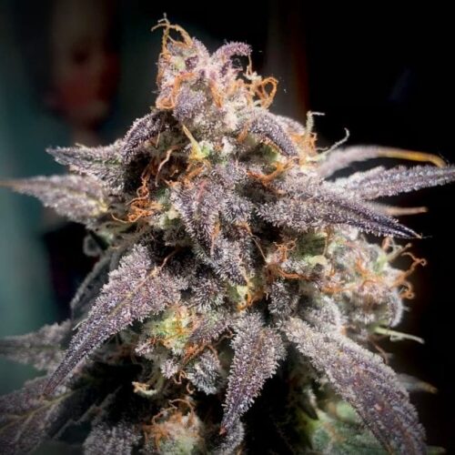 Super Orange Haze Auto Feminised Cannabis Seeds by Mephisto Genetics