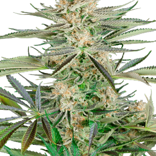 Screwdriver OG Feminised Cannabis Seeds by Sensi Seeds