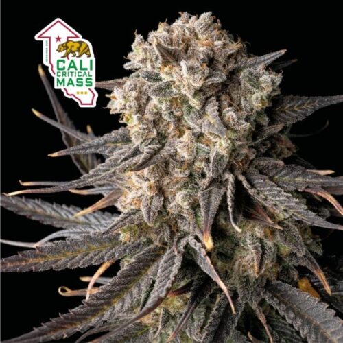 Cali Critical Mass Feminised Cannabis Seeds by Seedsman