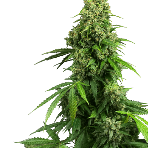 Honey Melon Kush Auto Feminised Cannabis Seeds by Sensi Seeds