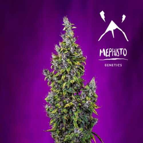 Pink Panama Auto Feminised Cannabis Seeds by Mephisto Genetics