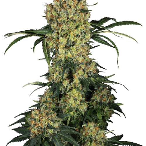 Aloha OG Feminised Cannabis Seeds by Sensi Seeds