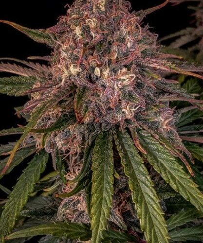 Sour Crinkle Auto Feminised Cannabis Seeds by Mephisto Genetics