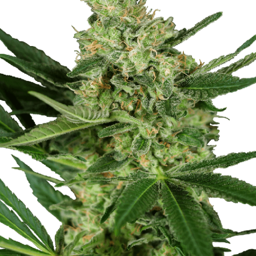 Pumpkin Spice Feminised Cannabis Seeds by Sensi Seeds