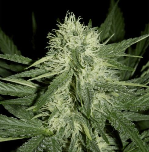 Livers Bx1 Auto Feminised Cannabis Seeds by Mephisto Genetics