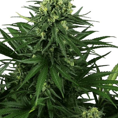 Honey Melon Kush Feminised Cannabis Seeds by Sensi Seeds