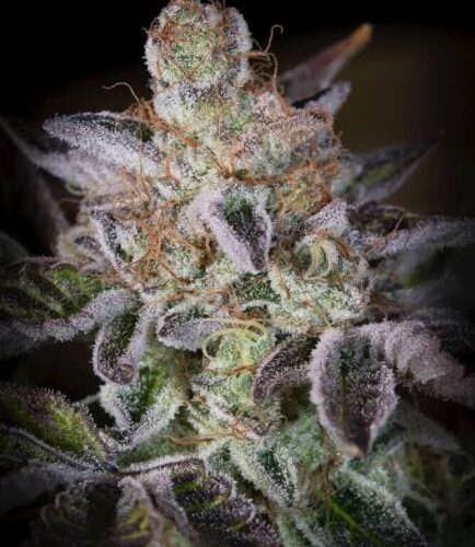 Sweetopia Feminised Cannabis Seeds by Paradise Seeds