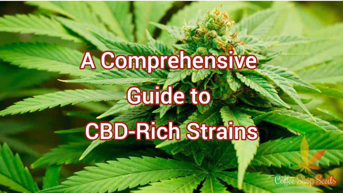 A Comprehensive Guide to CBD-Rich Strains