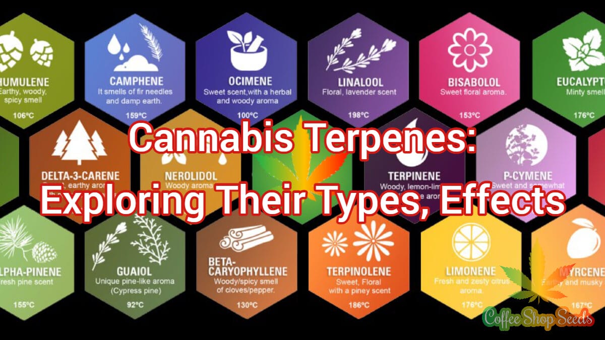 Cannabis Terpenes: Exploring Their Types, Effects