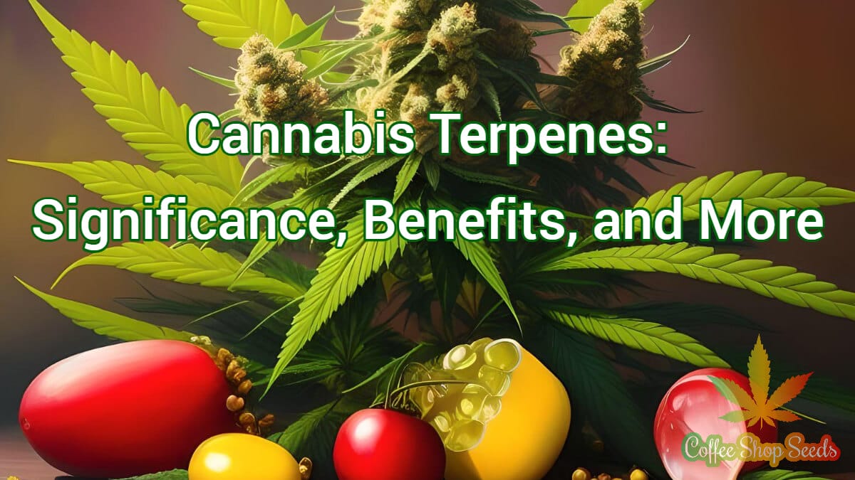 Unveiling The World Of Cannabis Terpenes: Significance, Benefits, And More