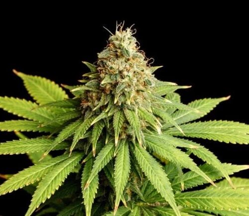 Hellfire OG Feminised Cannabis Seeds by Kannabia Seeds