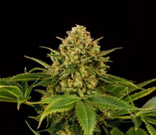 Monkey Grease Feminised Cannabis Seeds by Kannabia Seeds