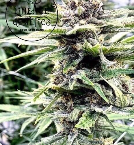 Apple Fritter Feminised Cannabis Seeds by Lineage Genetics