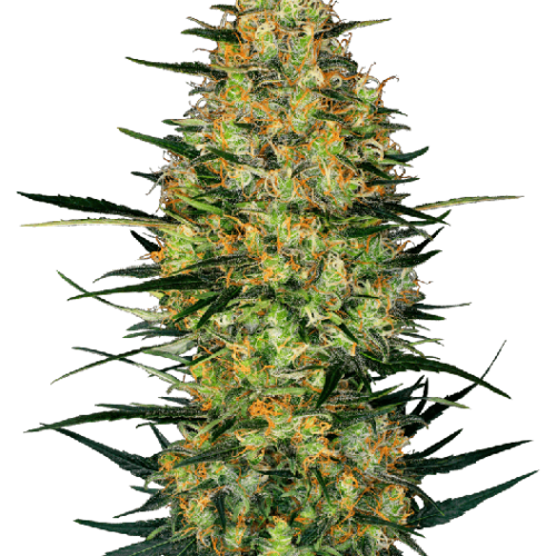 Caramellow Kush Auto Feminised Cannabis Seeds by Sensi Seeds