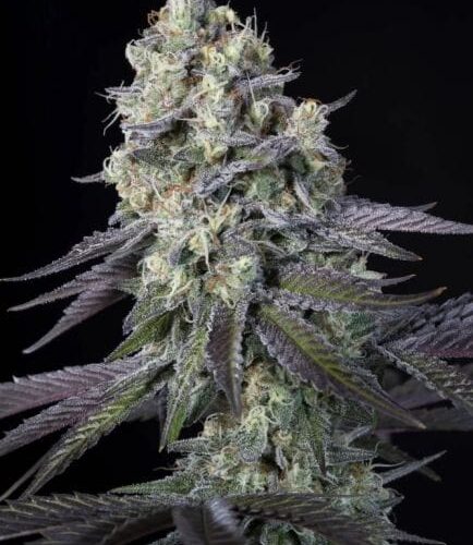 Purple Mints Feminised Cannabis Seeds by Paradise Seeds