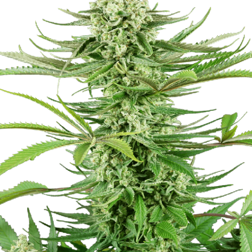 Cashew Kush Feminised Cannabis Seeds by Sensi Seeds