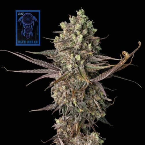 Blue Dream FAST Feminised Cannabis Seeds by Seedsman