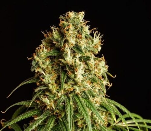 Mimosa Dream Feminised Cannabis Seeds by Kannabia Seeds