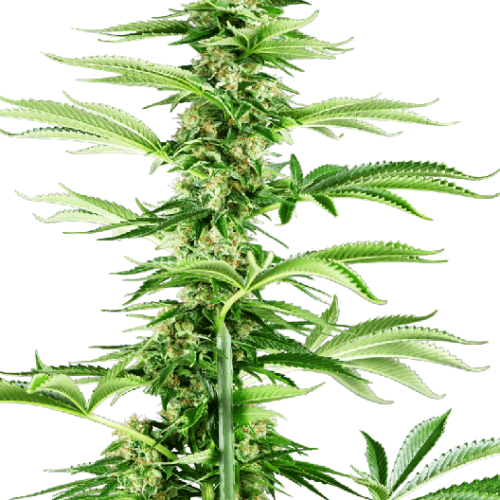 Honey Melon Haze Feminised Cannabis Seeds by Sensi Seeds