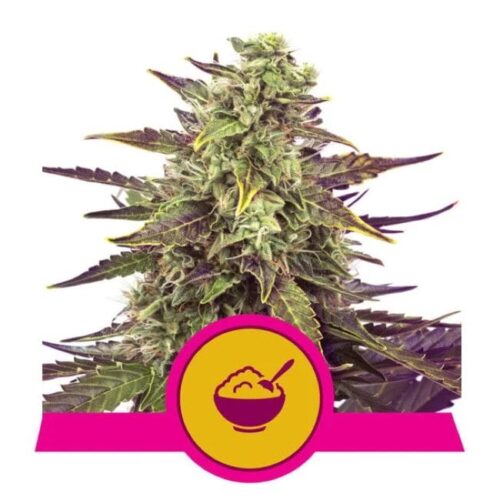 Cereal Milk Feminised Cannabis Seeds by Royal Queen Seeds