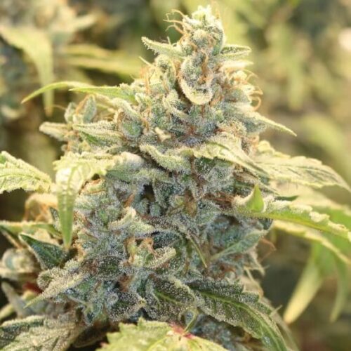 Creme-Tasmo Auto Feminised Cannabis Seeds by Mephisto Genetics