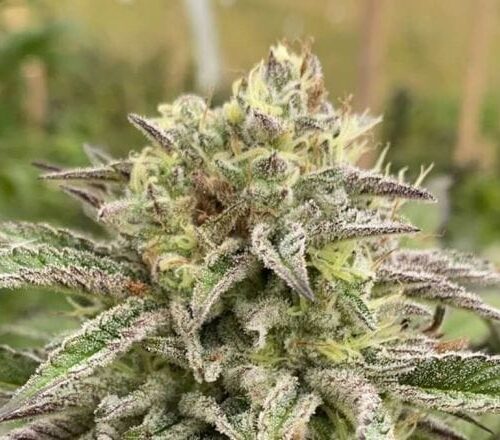 Break-Up Cake Auto Feminised Cannabis Seeds by Kannabia Seeds