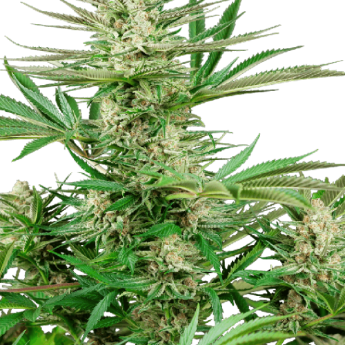 Malibu Gold OG Feminised Cannabis Seeds by Sensi Seeds