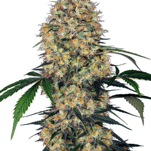 Sensi Amnesia XXL Auto Feminised Cannabis Seeds by Sensi Seeds