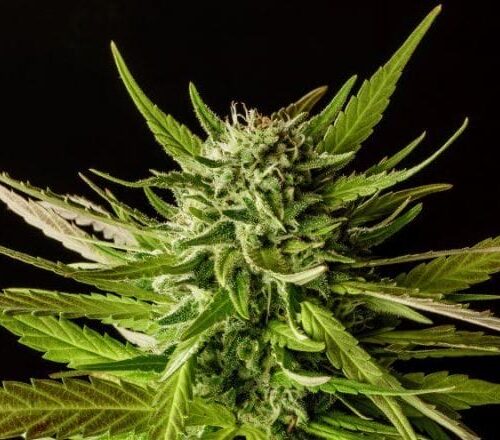 DoSiDos Feminised Cannabis Seeds by Kannabia Seeds