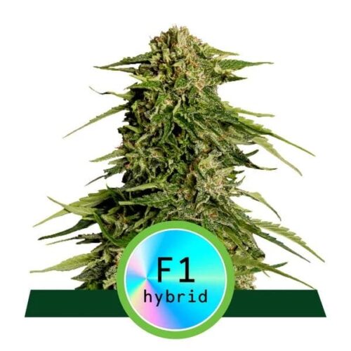 Epsilon F1 Auto Feminised Cannabis Seeds by Royal Queen Seeds