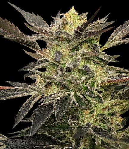 Pink Sunset Auto Feminised Cannabis Seeds by Silent Seeds