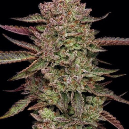 Gazzurple Feminised Cannabis Seeds by Humboldt Seed Co