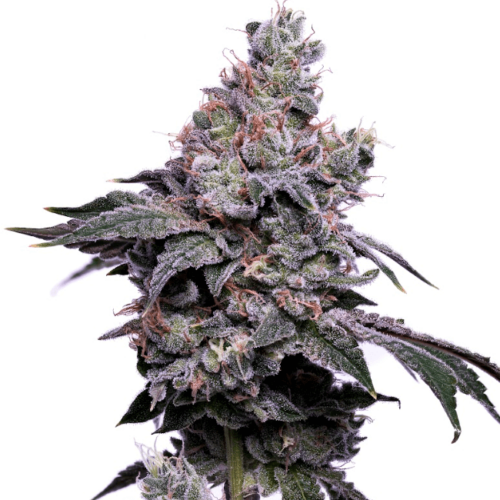 Golden Haze Feminised Cannabis Seeds by Green Bodhi