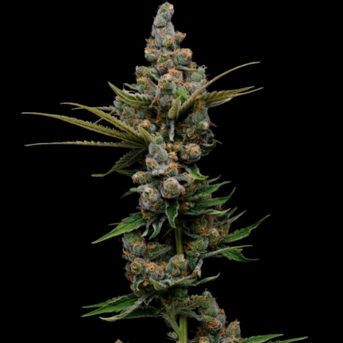 Guava Slushy Feminised Cannabis Seeds by Green Bodhi