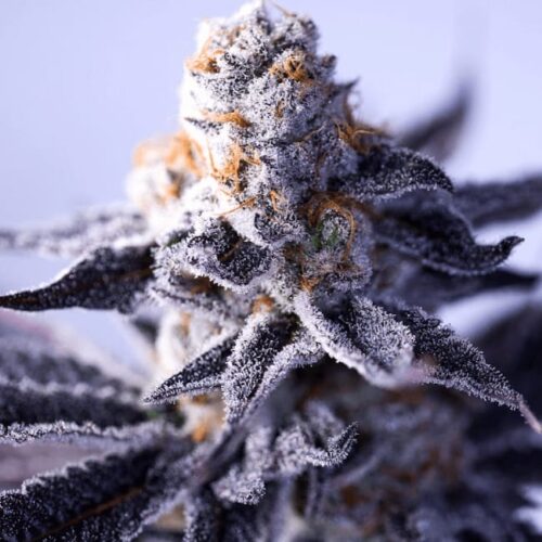 Hazy Girl Feminised Cannabis Seeds by Green Bodhi