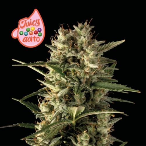 Juicy Zkittlez Auto Feminised Cannabis Seeds by Seedsman