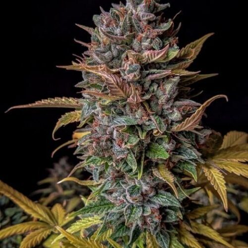 Orange Biscuits Auto Feminised Cannabis Seeds by Mephisto Genetics