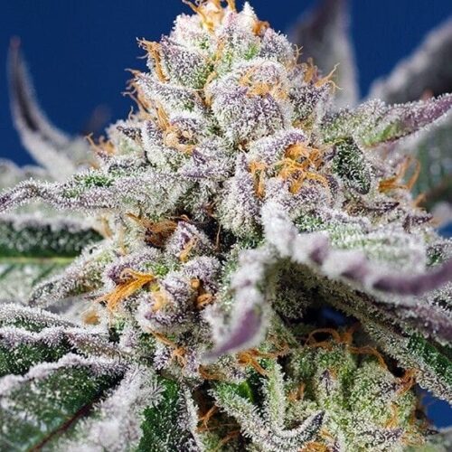 Orange Apricot Glue XL Auto Feminised Cannabis Seeds by Sweet Seeds