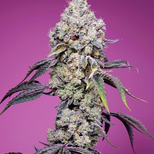 Sweet Mandarine Zkittlez F1 FAST Feminised Cannabis Seeds by Sweet Seeds