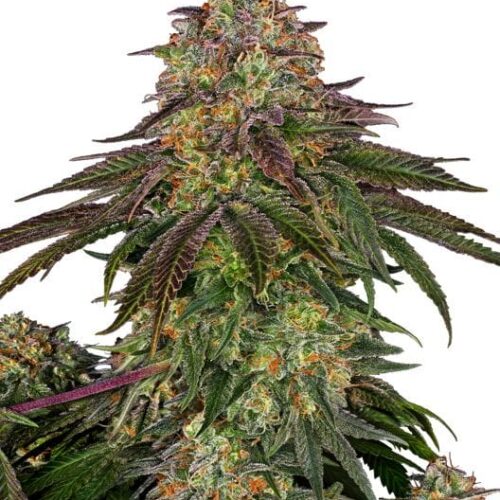 Sweet Cherry Kush Feminised Cannabis Seeds by Sensi Seeds